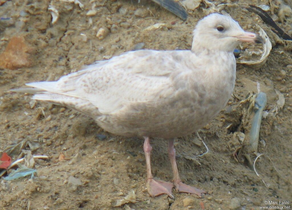 Glaucous GullFirst year, identification