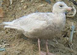 Glaucous Gull