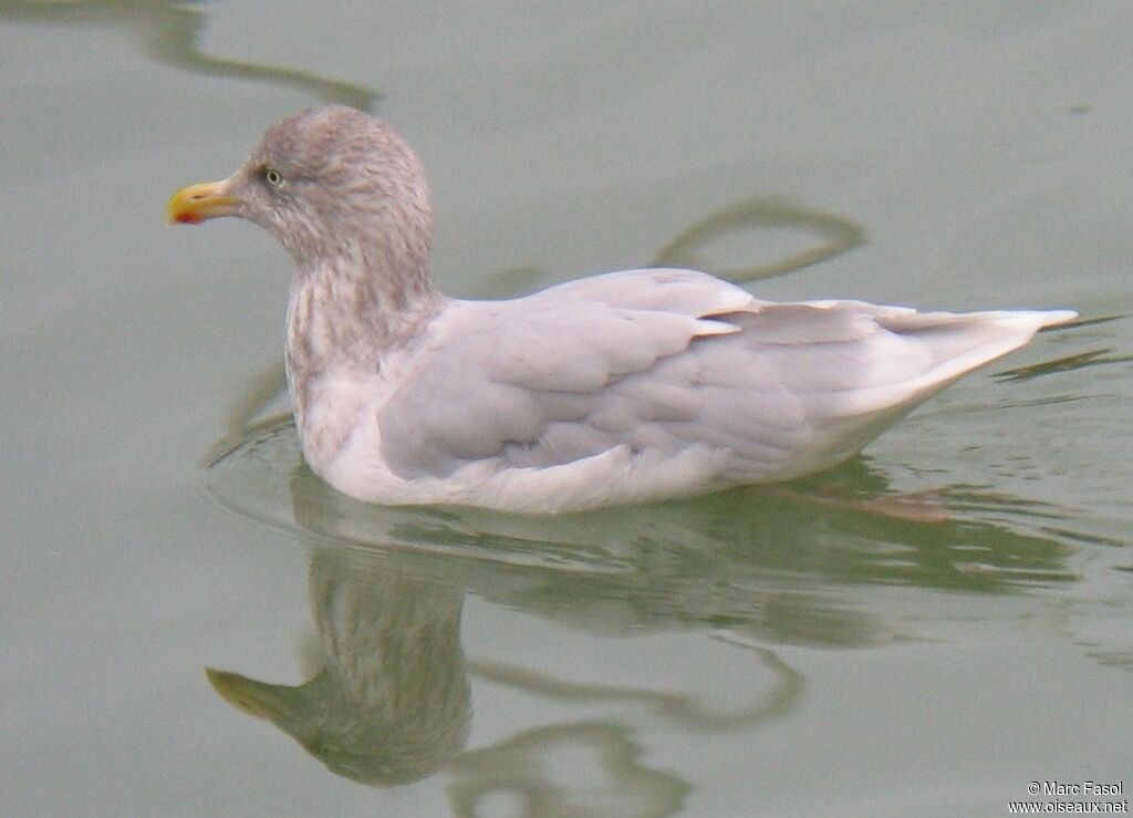 Glaucous Gull female adult post breeding, identification