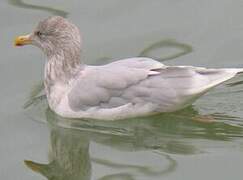 Glaucous Gull