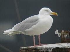 Glaucous Gull