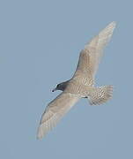 Glaucous Gull