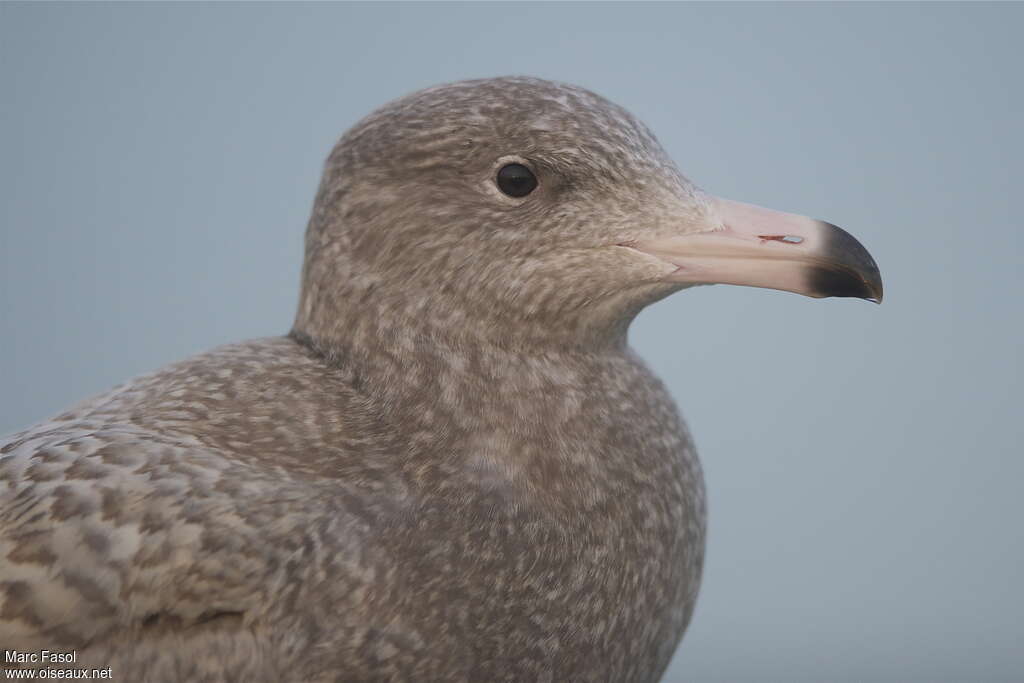 Glaucous Gull male First year, close-up portrait