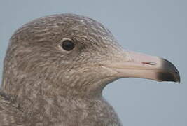 Glaucous Gull