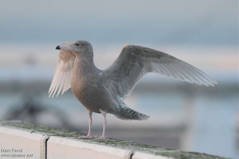 Glaucous Gull male First year, aspect, pigmentation