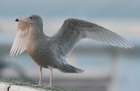 Glaucous Gull