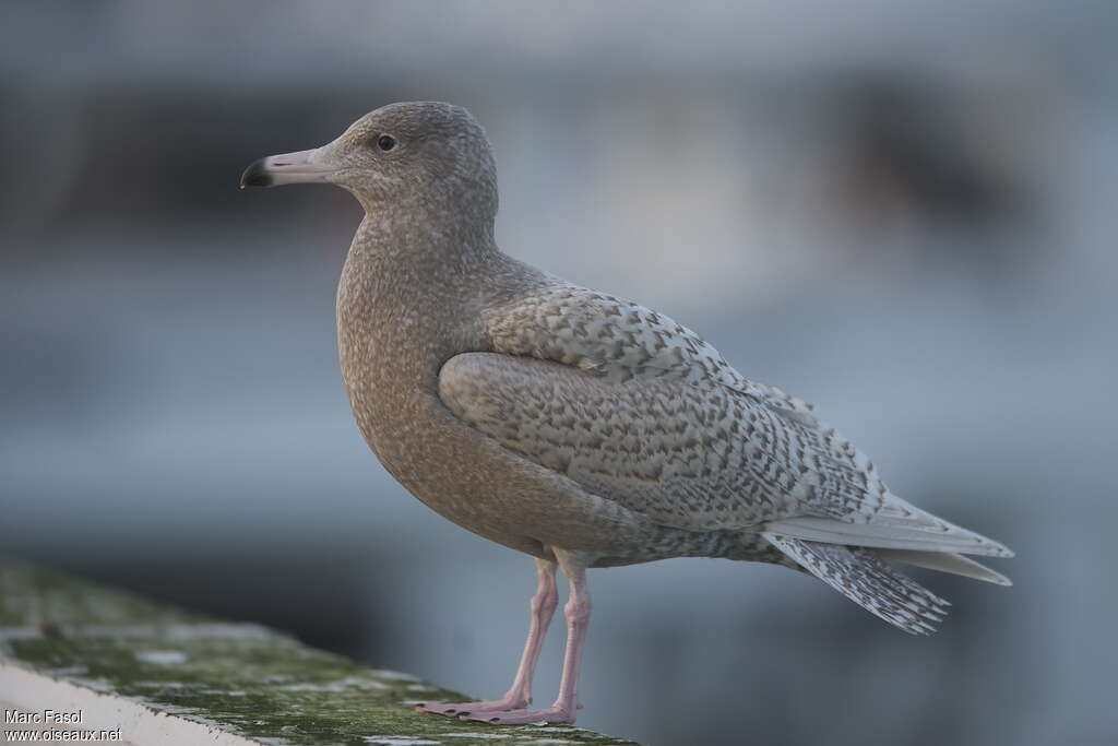 Goéland bourgmestre mâle 1ère année, identification