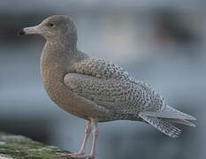 Glaucous Gull