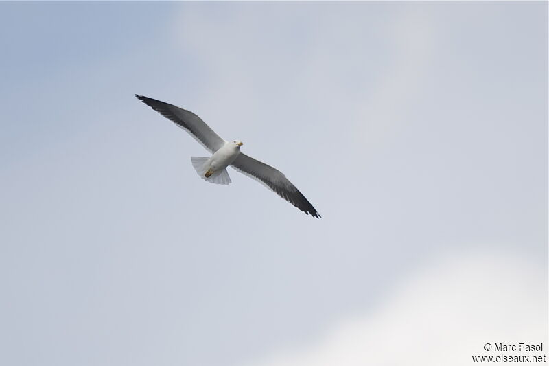 Lesser Black-backed Gull (graellsii)adult breeding, Flight