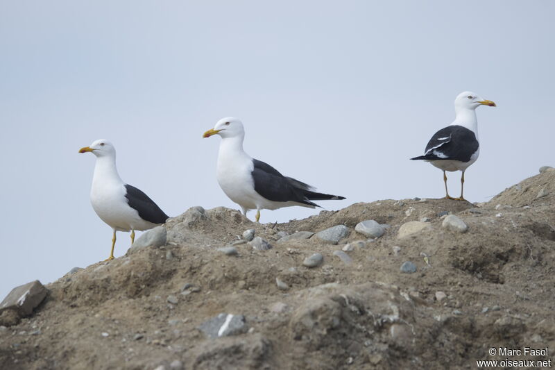Lesser Black-backed Gull (graellsii)adult breeding, identification, feeding habits
