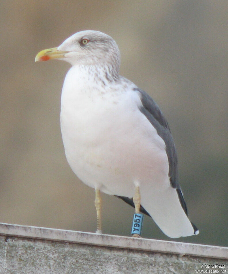 Goéland brunadulte internuptial, identification