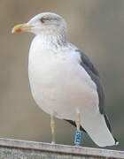 Lesser Black-backed Gull