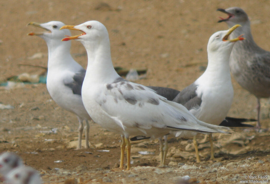 Goéland brunadulte internuptial, identification