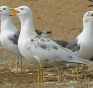 Lesser Black-backed Gull