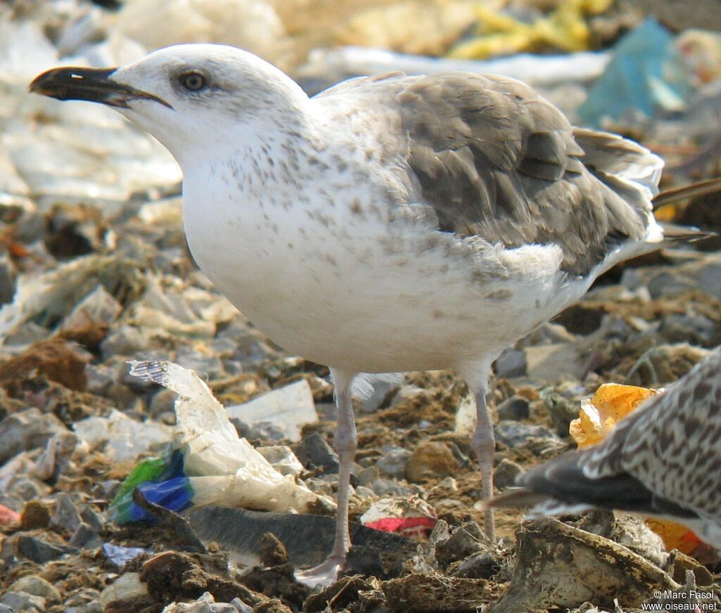 Lesser Black-backed GullSecond year, identification