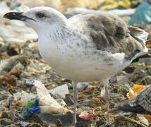 Lesser Black-backed Gull