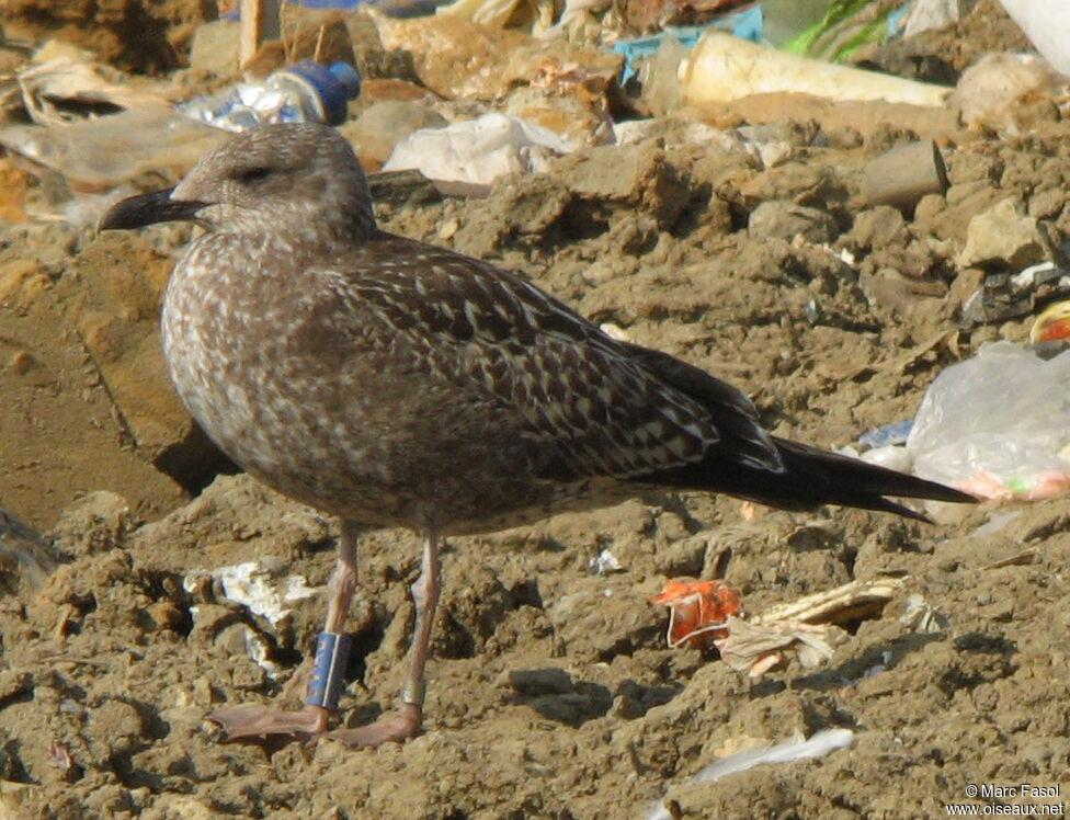 Goéland brun1ère année, identification