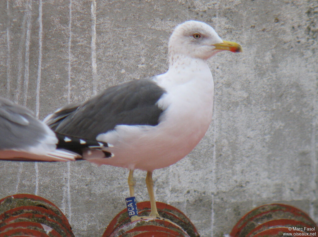 Lesser Black-backed Gulladult post breeding, identification