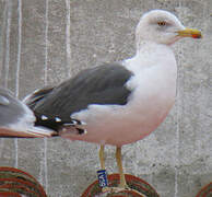 Lesser Black-backed Gull