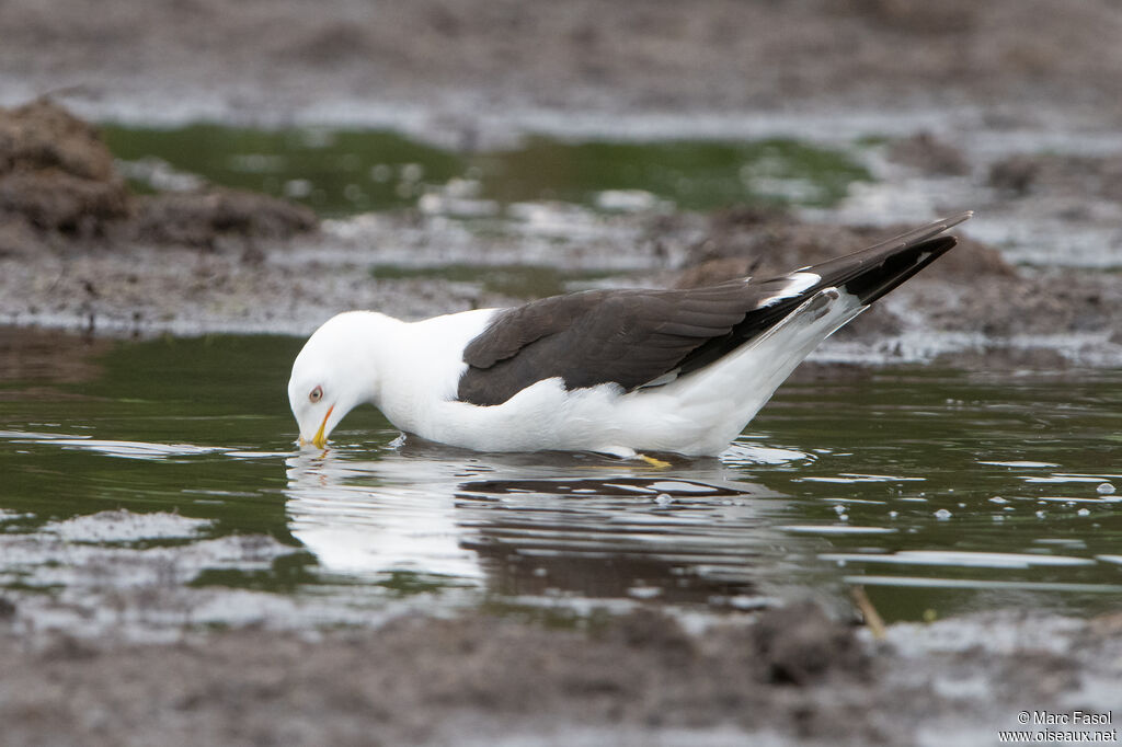 Lesser Black-backed Gulladult breeding, identification