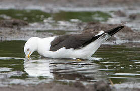 Lesser Black-backed Gull