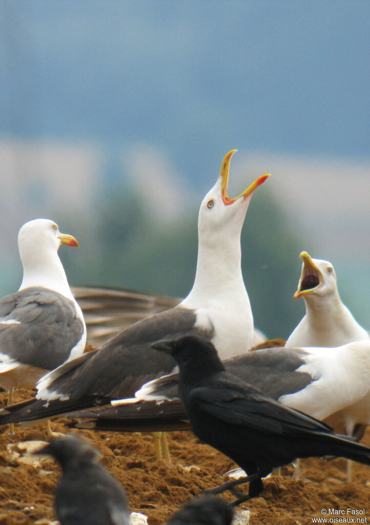 Lesser Black-backed Gulladult post breeding, feeding habits, Behaviour