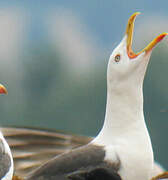 Lesser Black-backed Gull