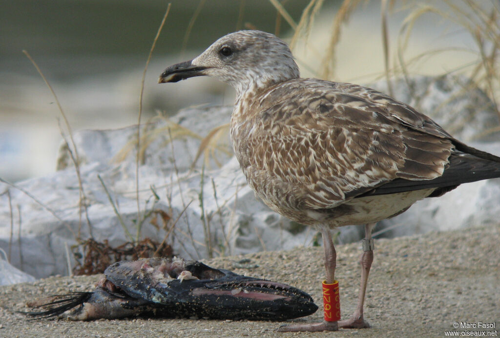 Lesser Black-backed Gulljuvenile, feeding habits