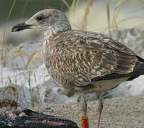 Lesser Black-backed Gull