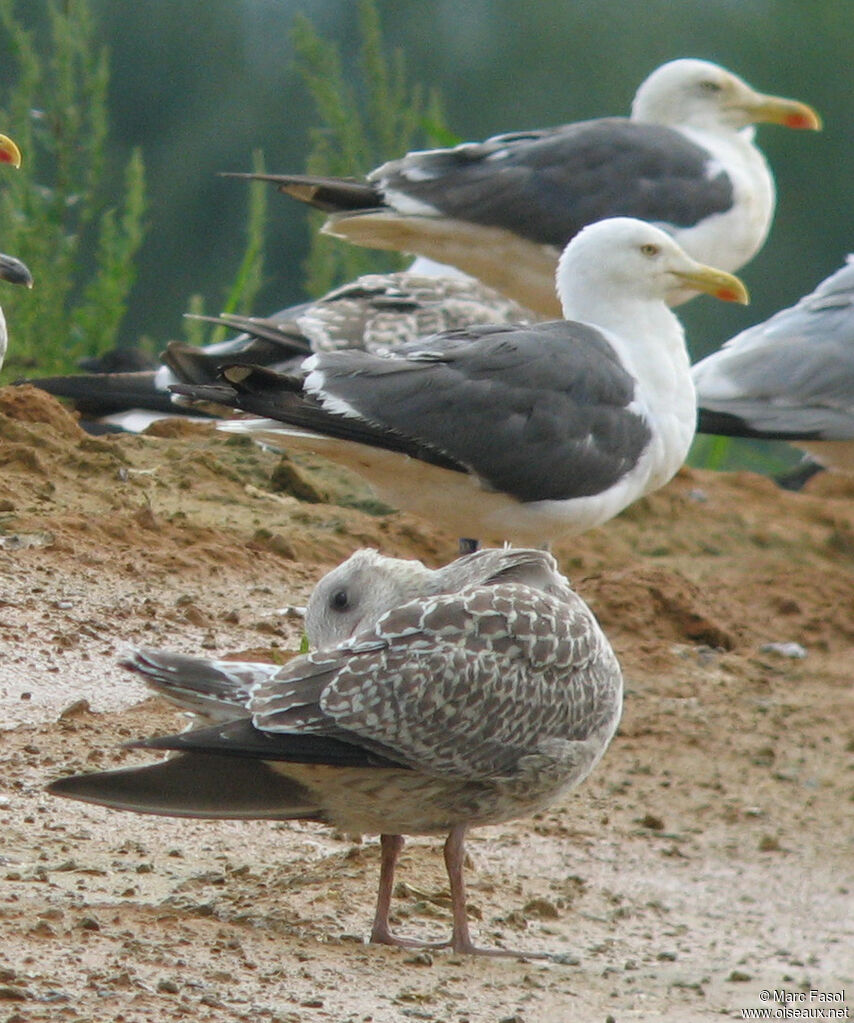 Lesser Black-backed GullFirst year, identification