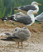 Lesser Black-backed Gull