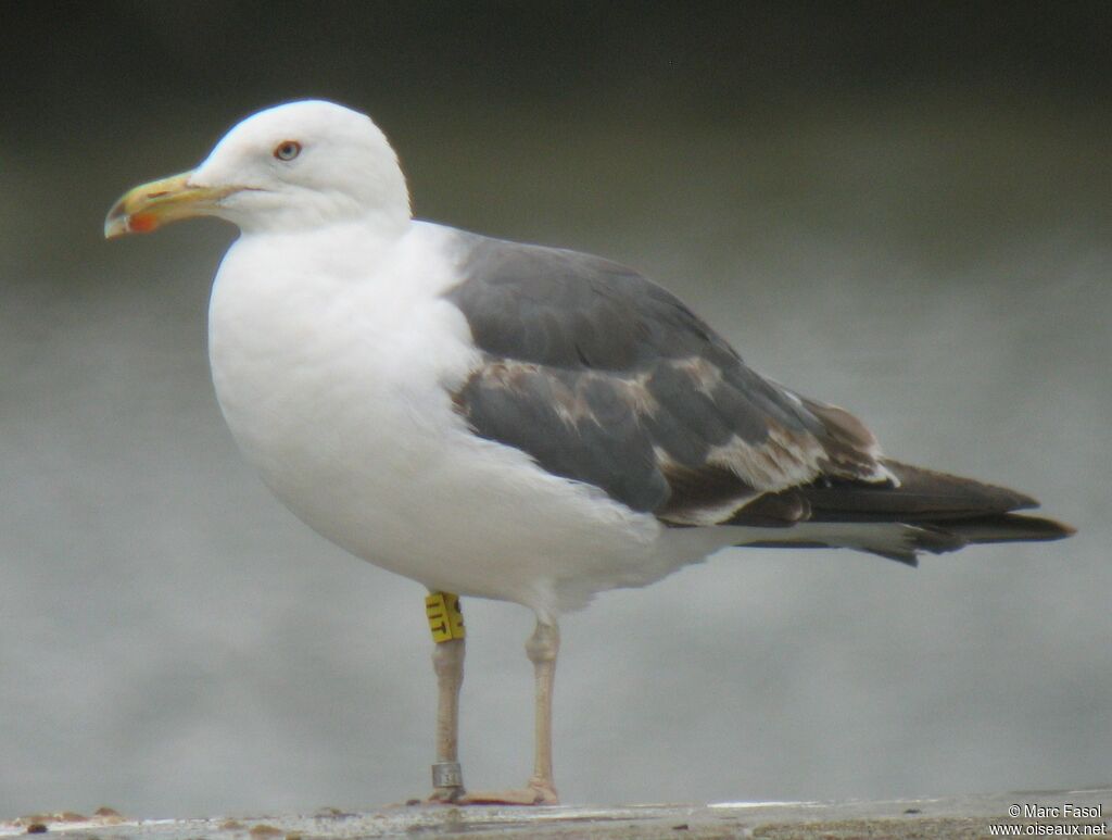 Lesser Black-backed GullThird  year, identification