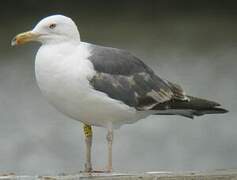 Lesser Black-backed Gull