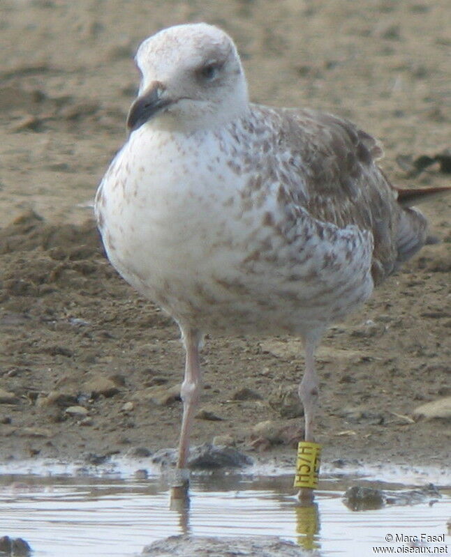 Goéland brun2ème année, identification