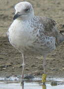 Lesser Black-backed Gull