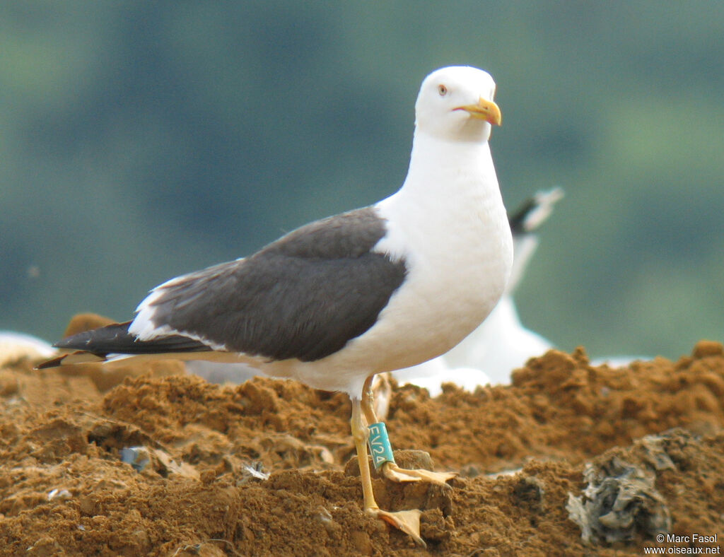 Goéland brunadulte nuptial, identification