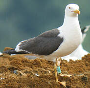 Lesser Black-backed Gull