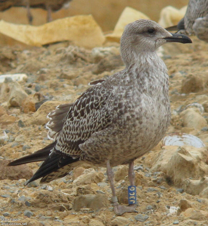 Goéland brun1ère année, identification