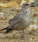 Lesser Black-backed Gull