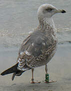 Lesser Black-backed Gull