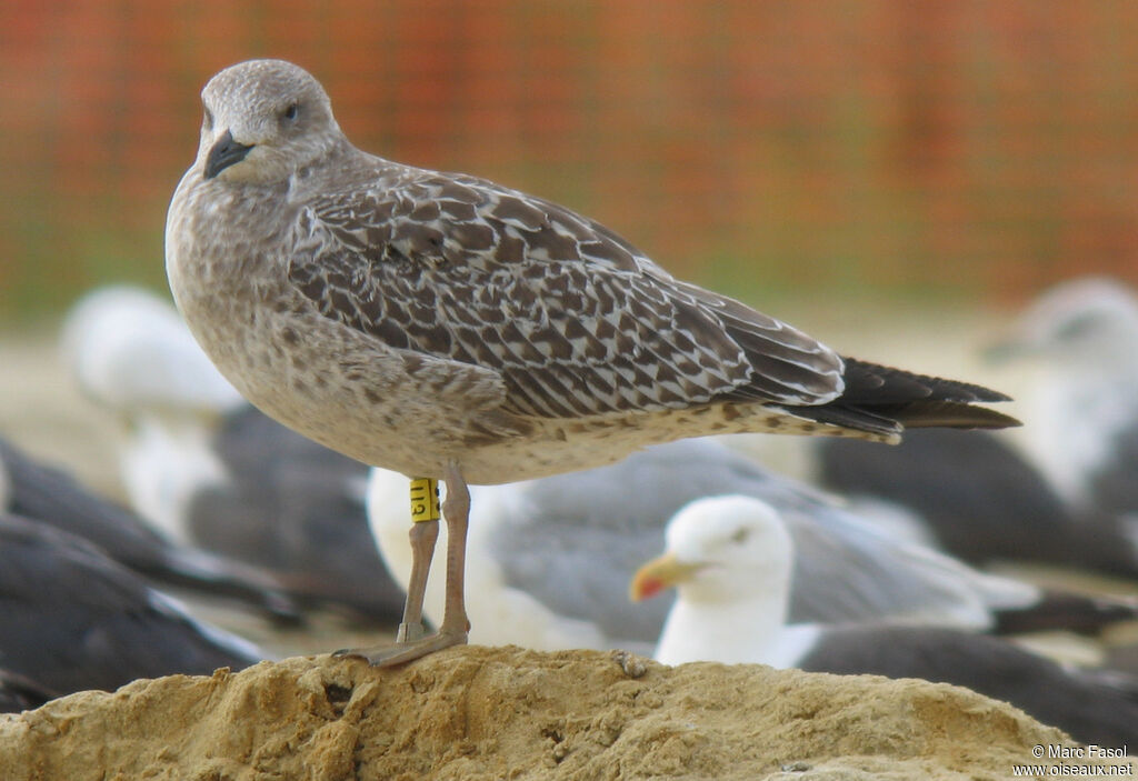 Lesser Black-backed GullFirst year, identification