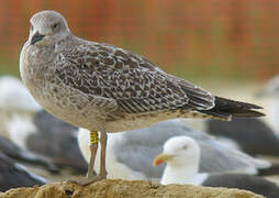 Lesser Black-backed Gull