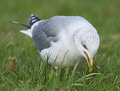 Mew Gull