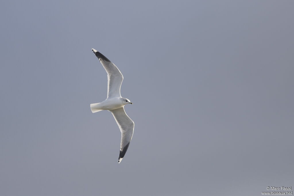 Mew Gulladult post breeding, Flight