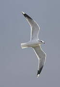 Common Gull