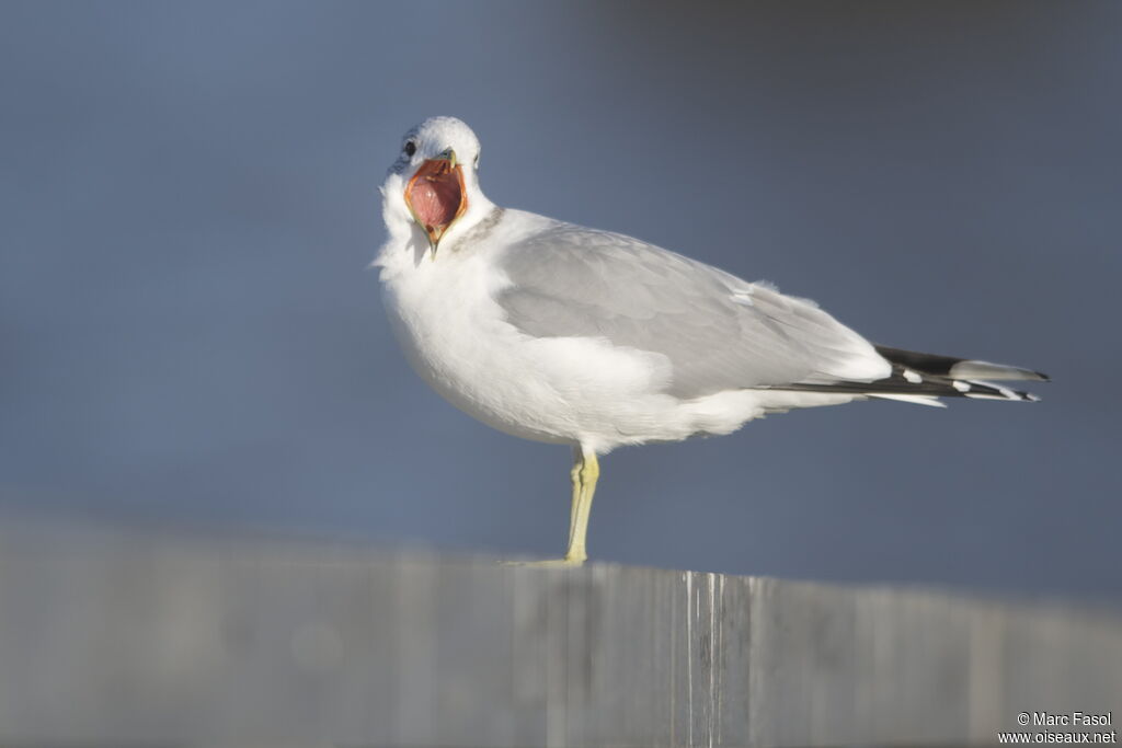 Mew Gulladult post breeding, identification, Behaviour