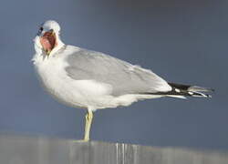 Common Gull