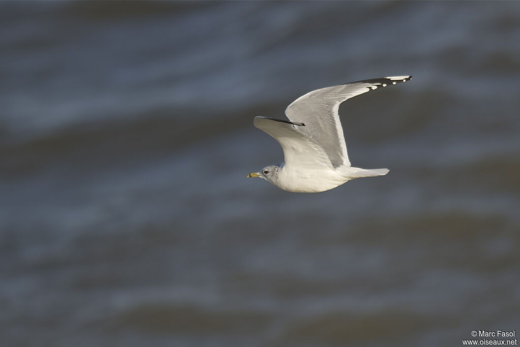 Common Gulladult post breeding, Flight