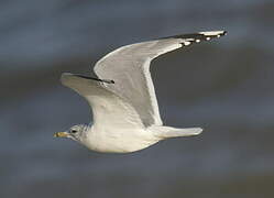 Common Gull