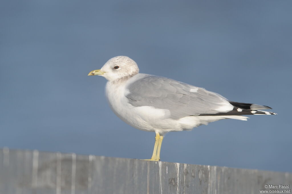 Common Gulladult post breeding, identification